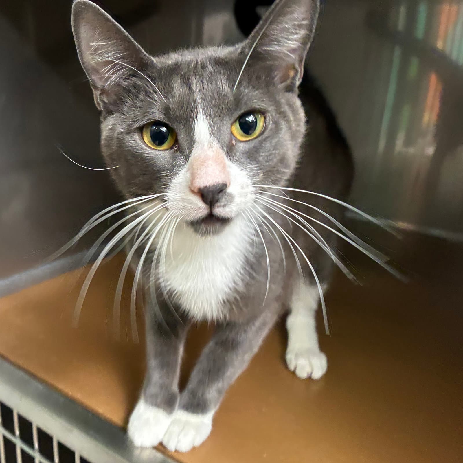 Luna Bonded Wleo - Domestic Short Hair