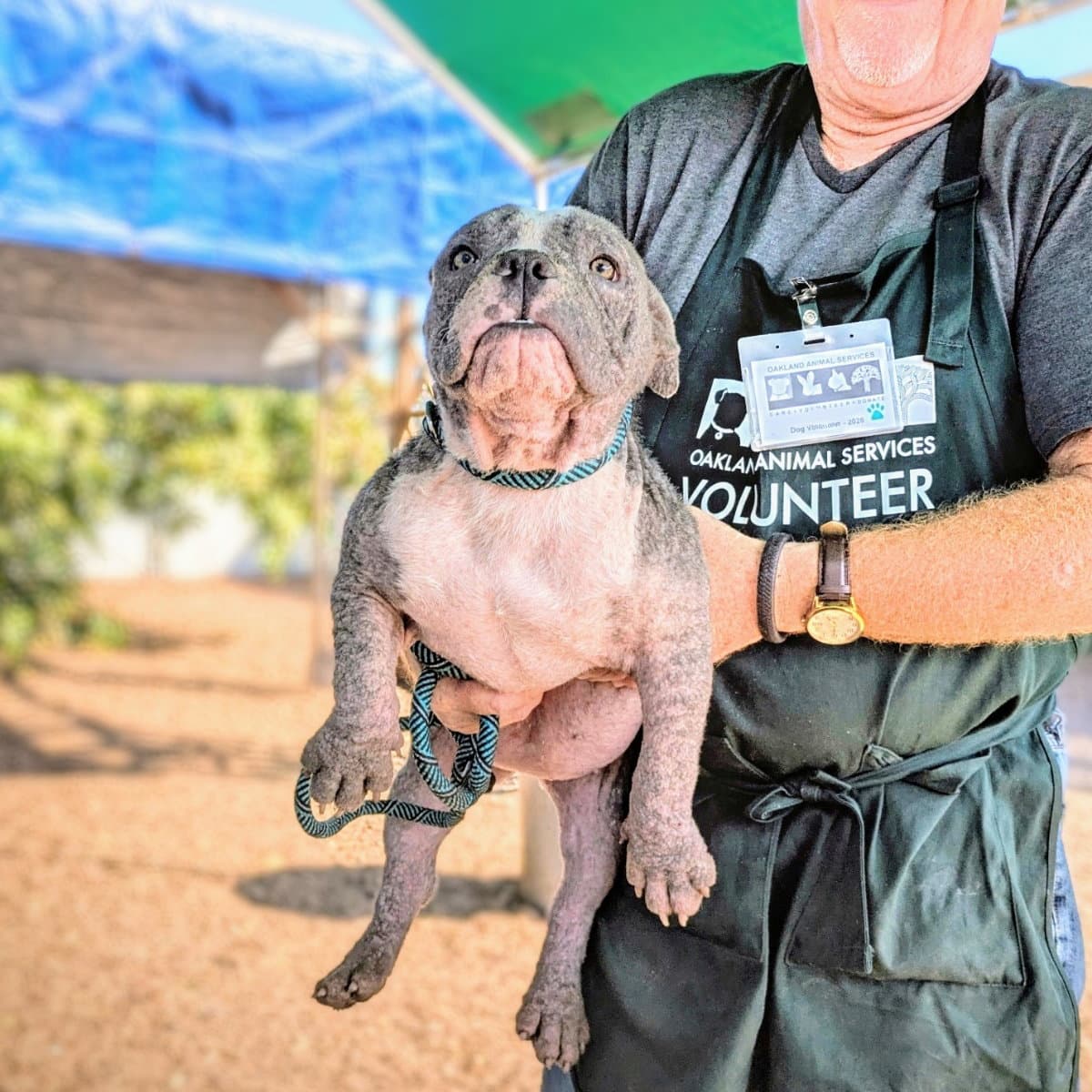 Little Blue - Bulldog