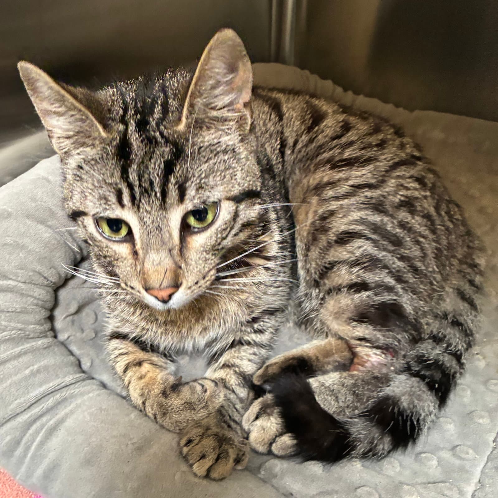 Achilles - Domestic Short Hair