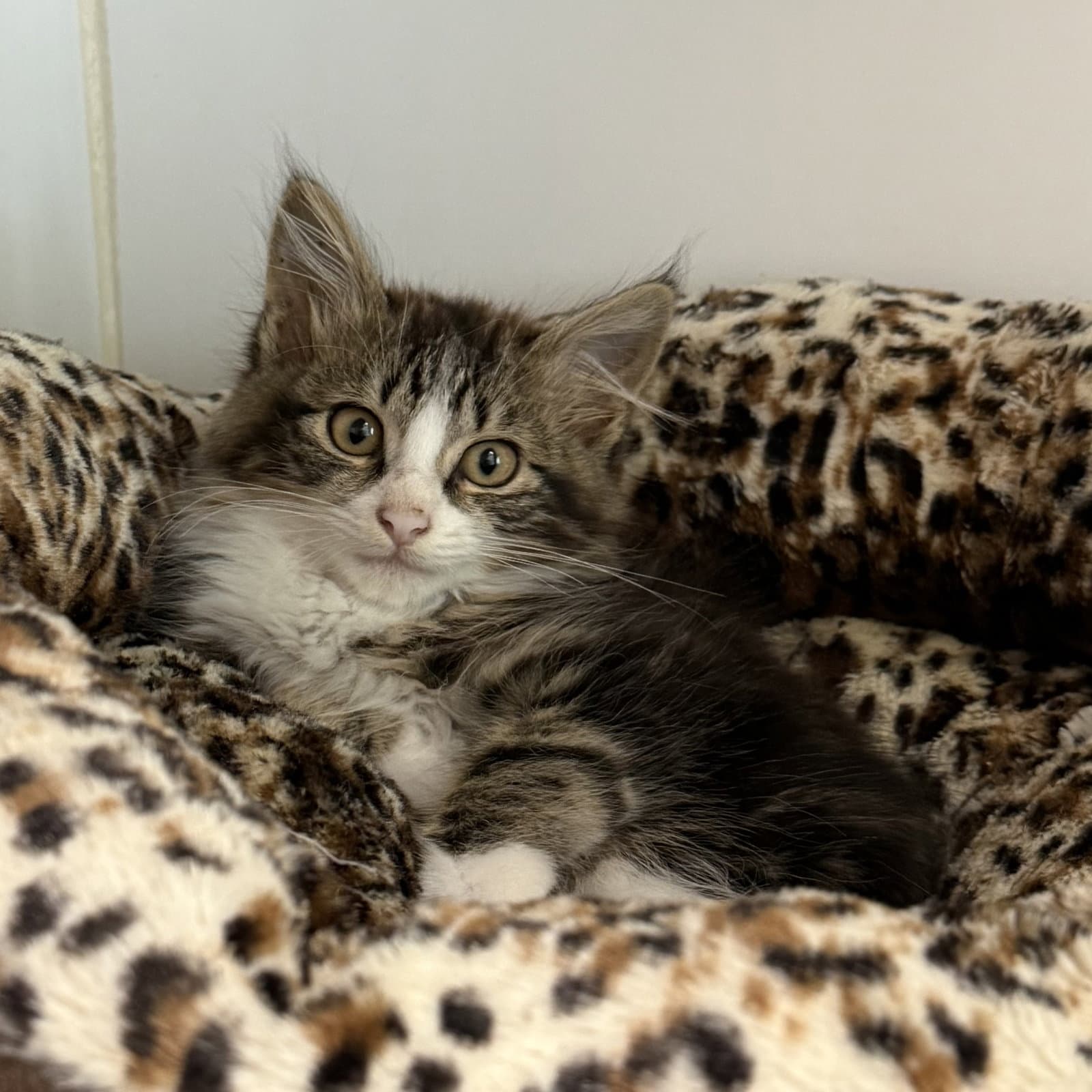 Cesar - Domestic Short Hair