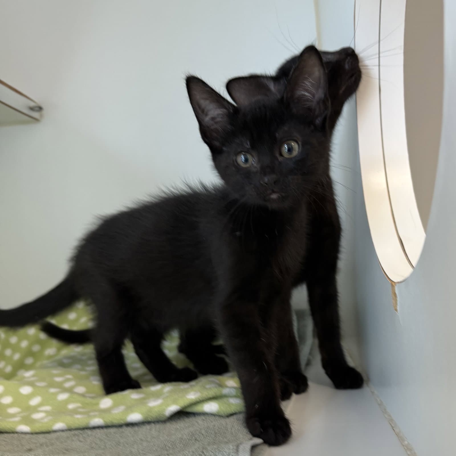 Han Bonded W Solo - Domestic Short Hair