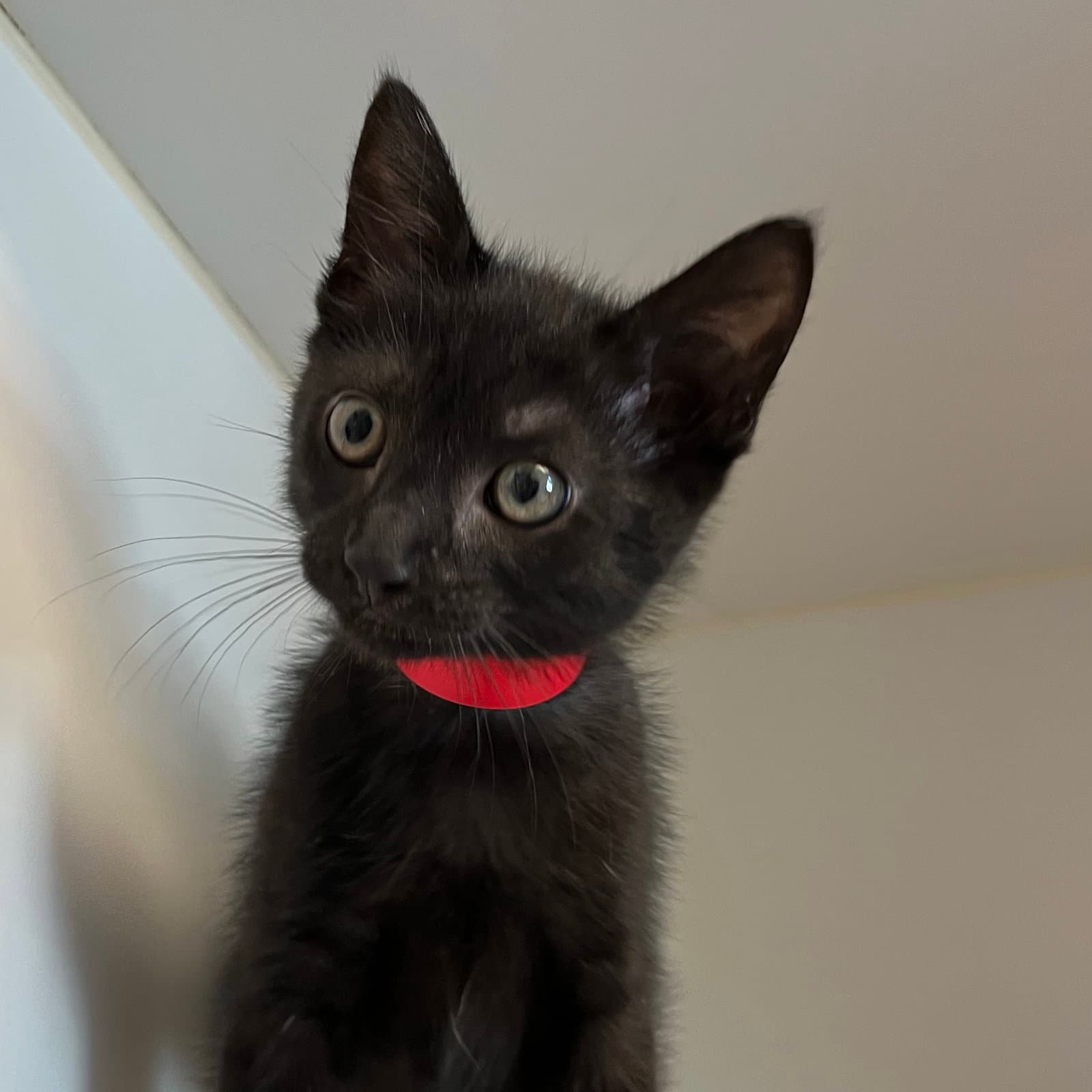 Theo - Domestic Short Hair