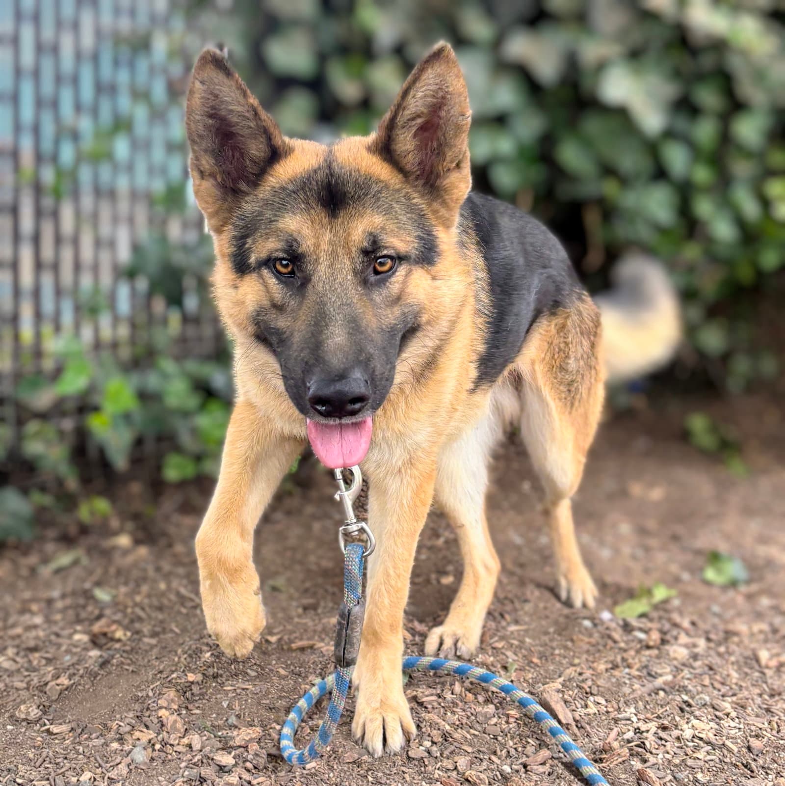 Jeremy - German Shepherd Dog