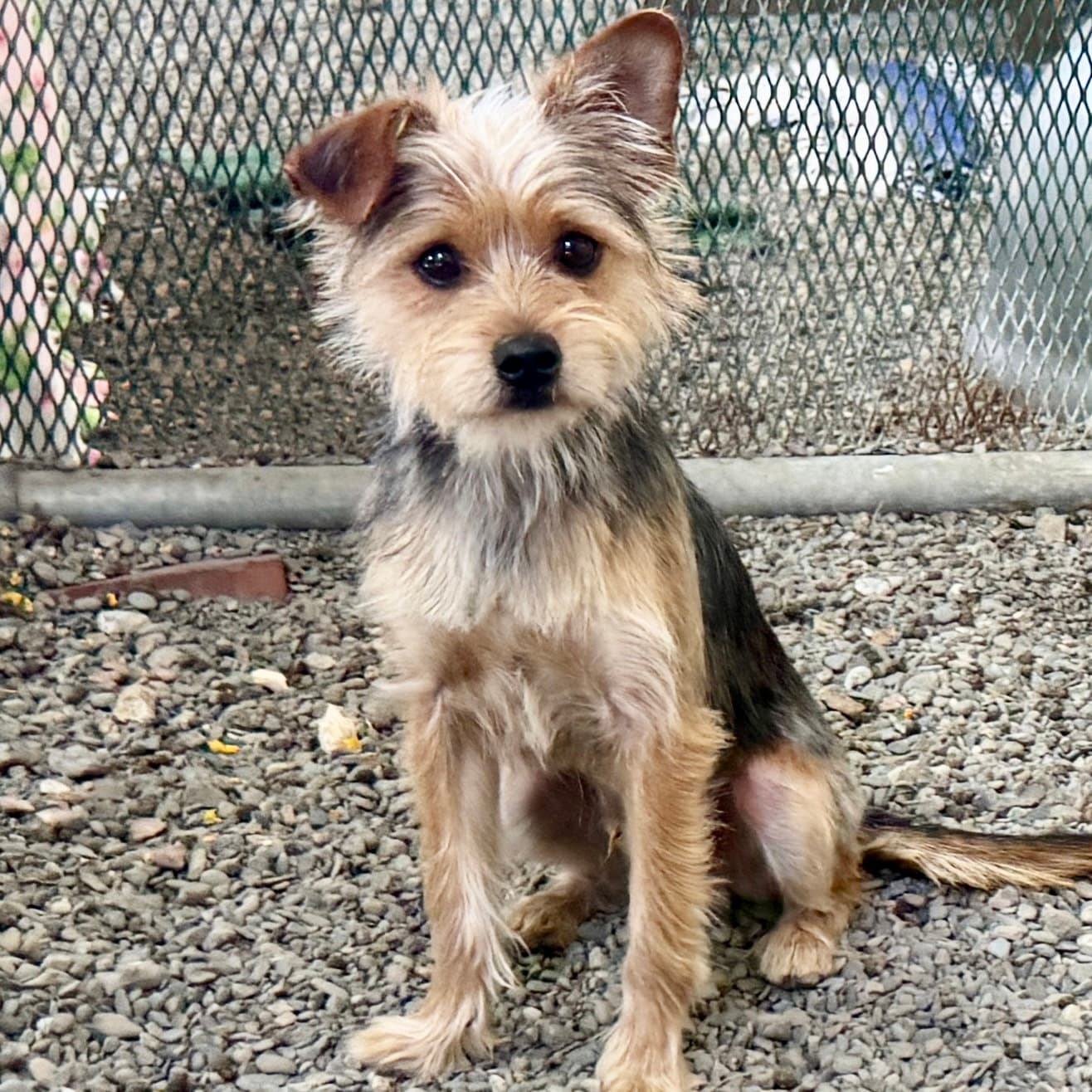 Callum - Terrier
