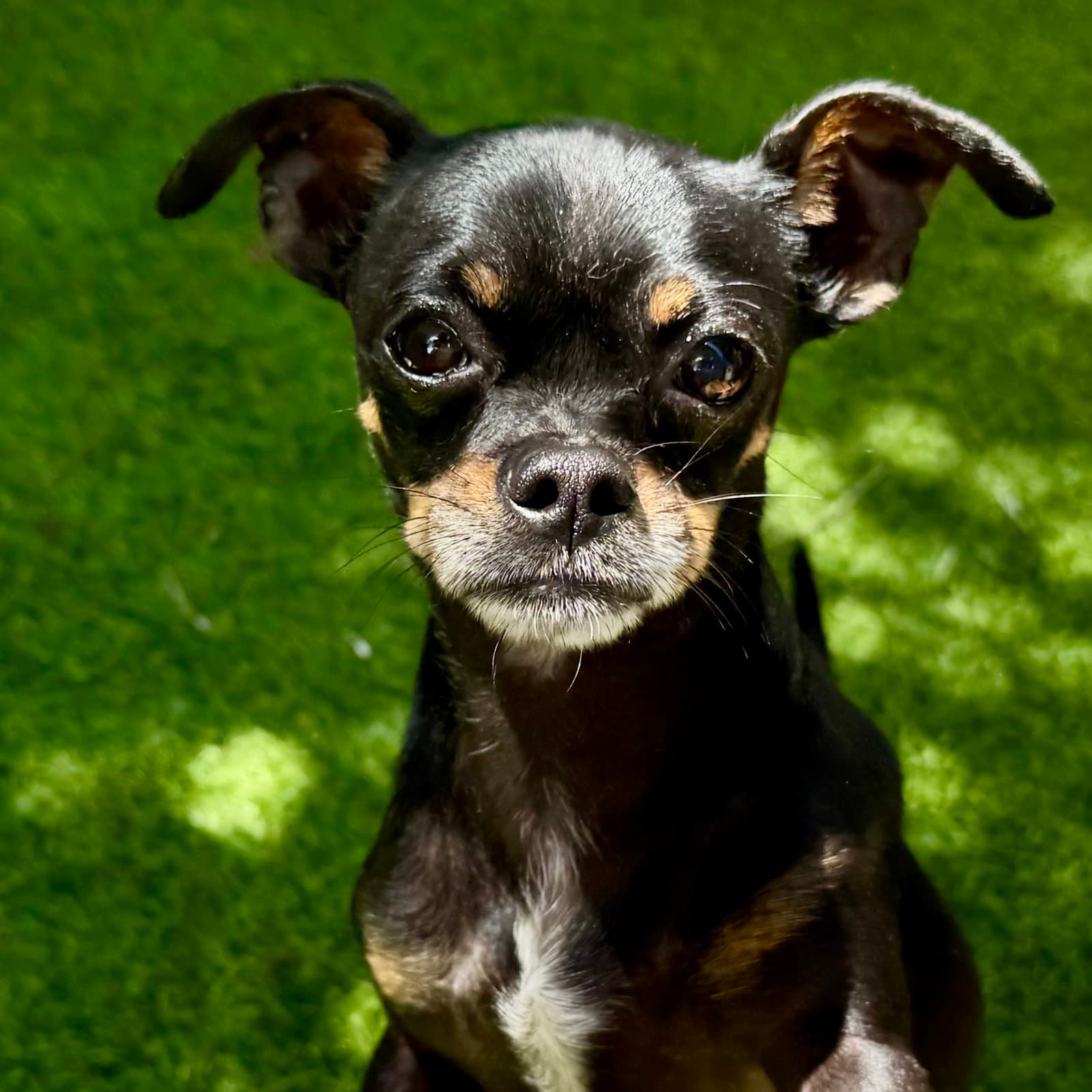 Alistair - Chihuahua