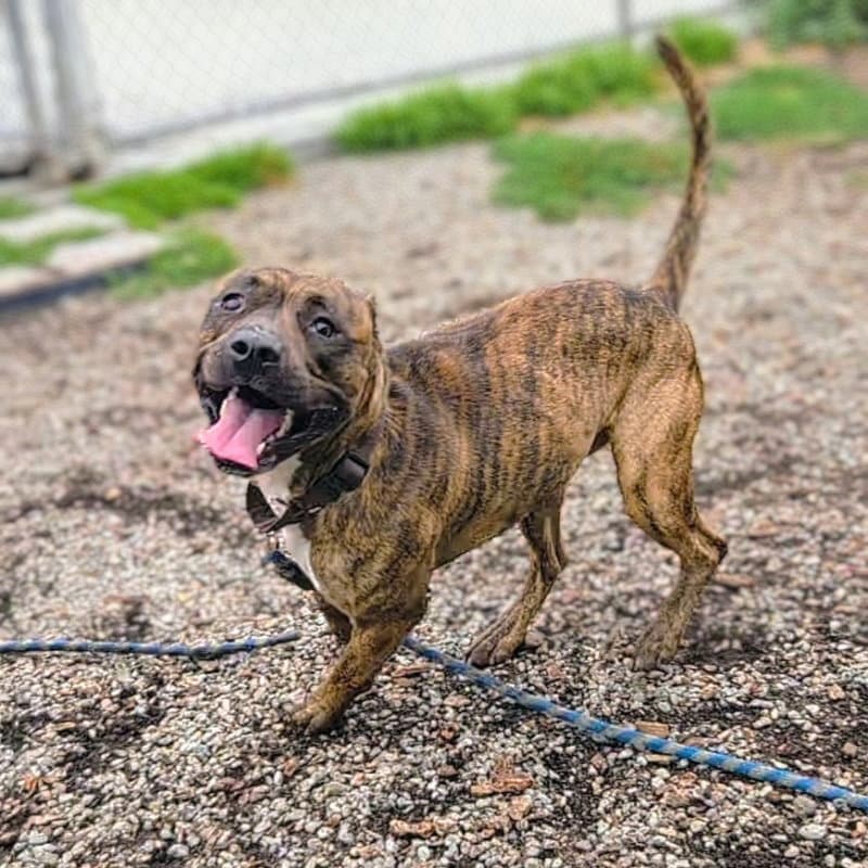 Jojo - American Pit Bull Terrier
