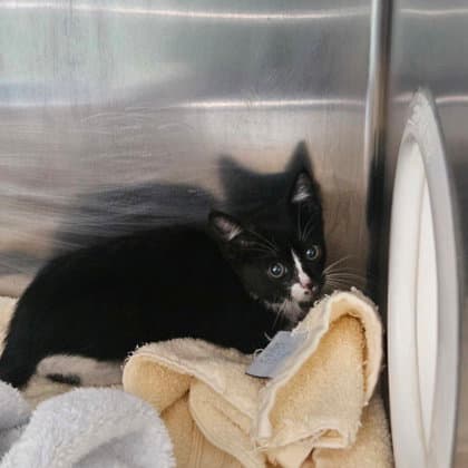 Yinyang - Domestic Short Hair