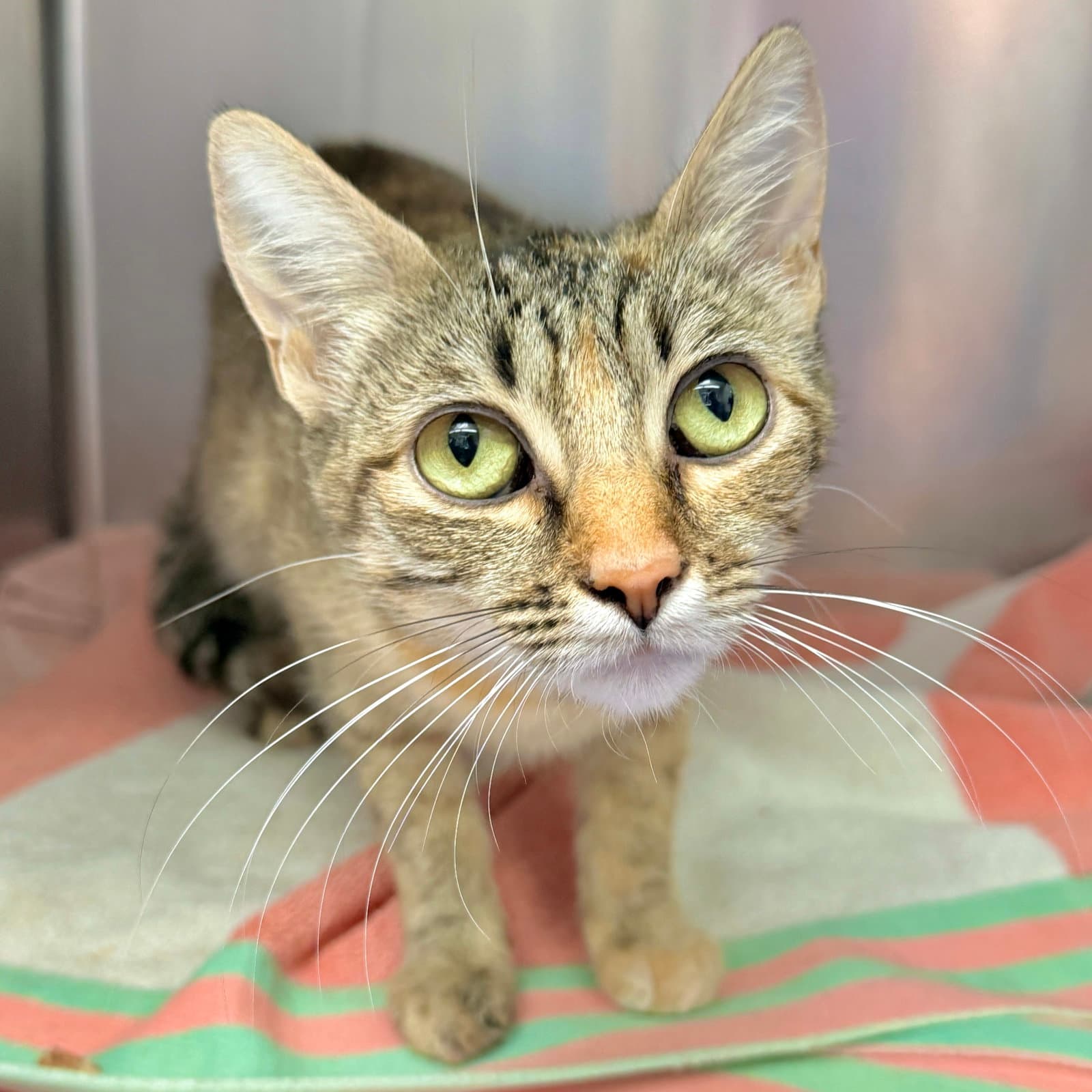 Barb - Domestic Short Hair