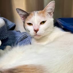 Peaches image 1