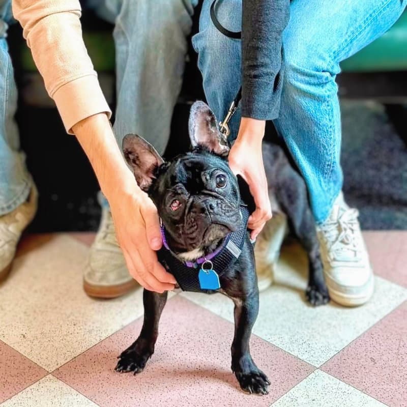 Inez - French Bulldog