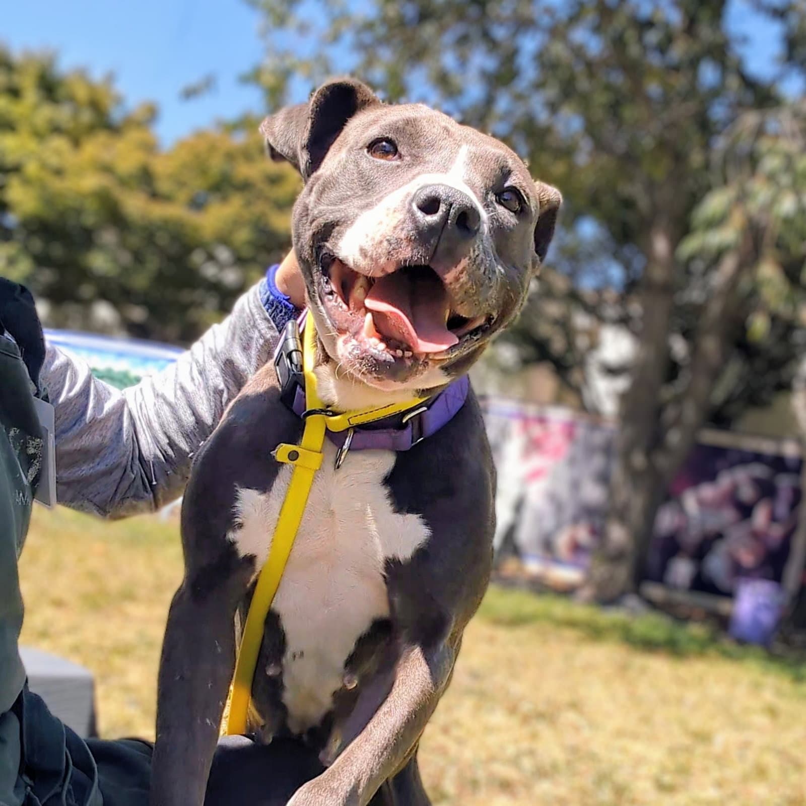 Fern - Pit Bull Terrier