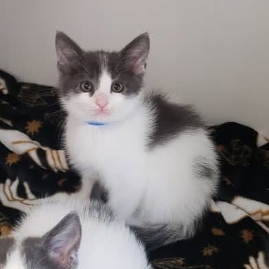 Sammi Bonded W Comma - Domestic Short Hair