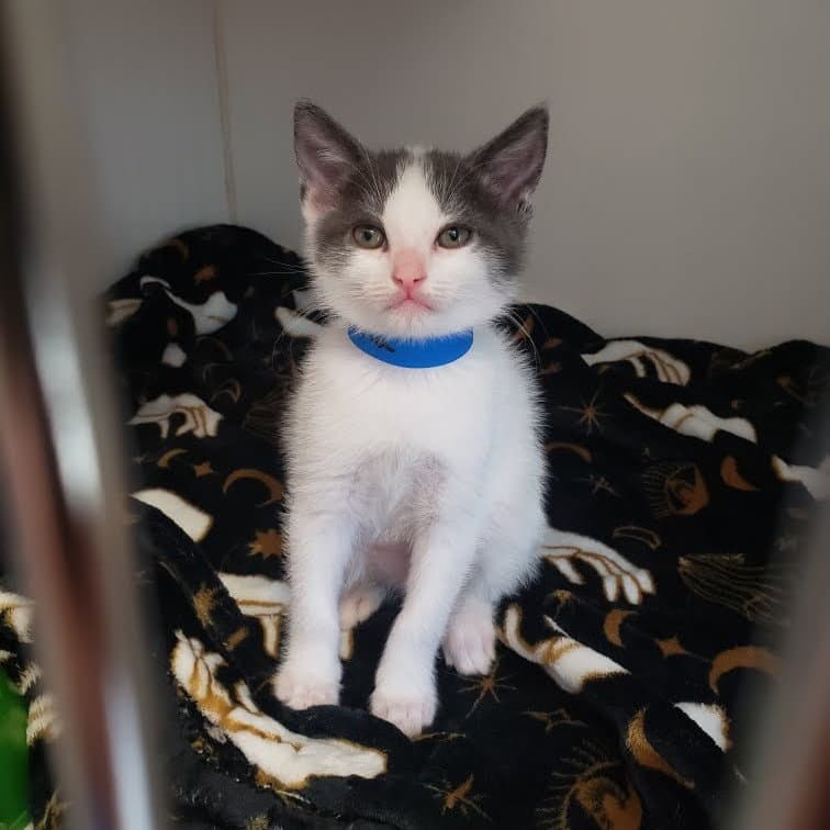 Comma Bonded W Sammi - Domestic Short Hair