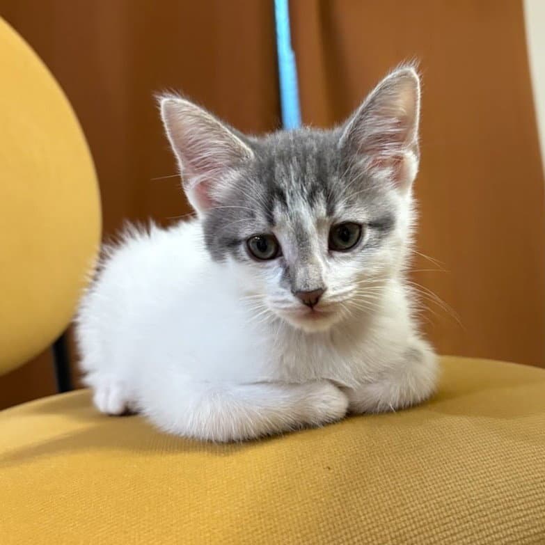 Misty Bonded W Snowy - Domestic Short Hair