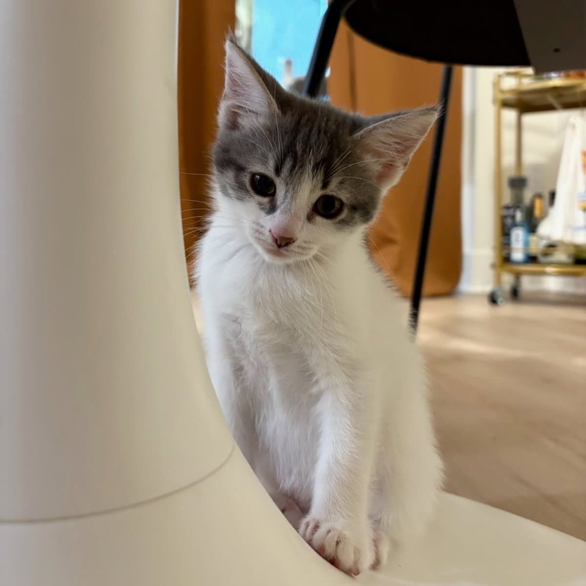 Snowy Bonded W Misty - Domestic Short Hair