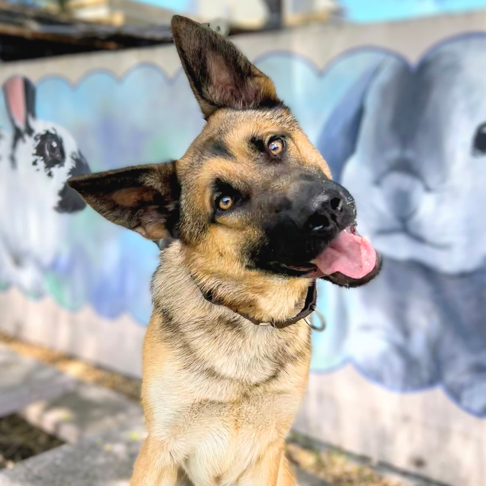 Leon - German Shepherd Dog
