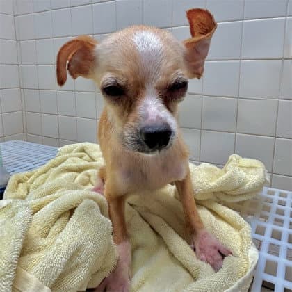 Hot Dog - Chihuahua