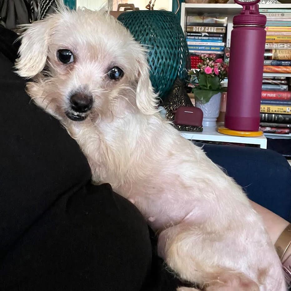 Lillian - Poodle (Miniature)