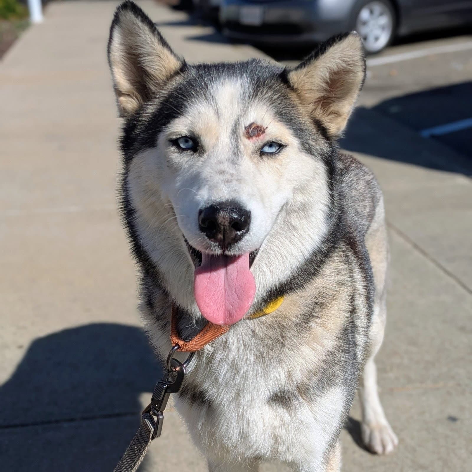 Nita - Husky