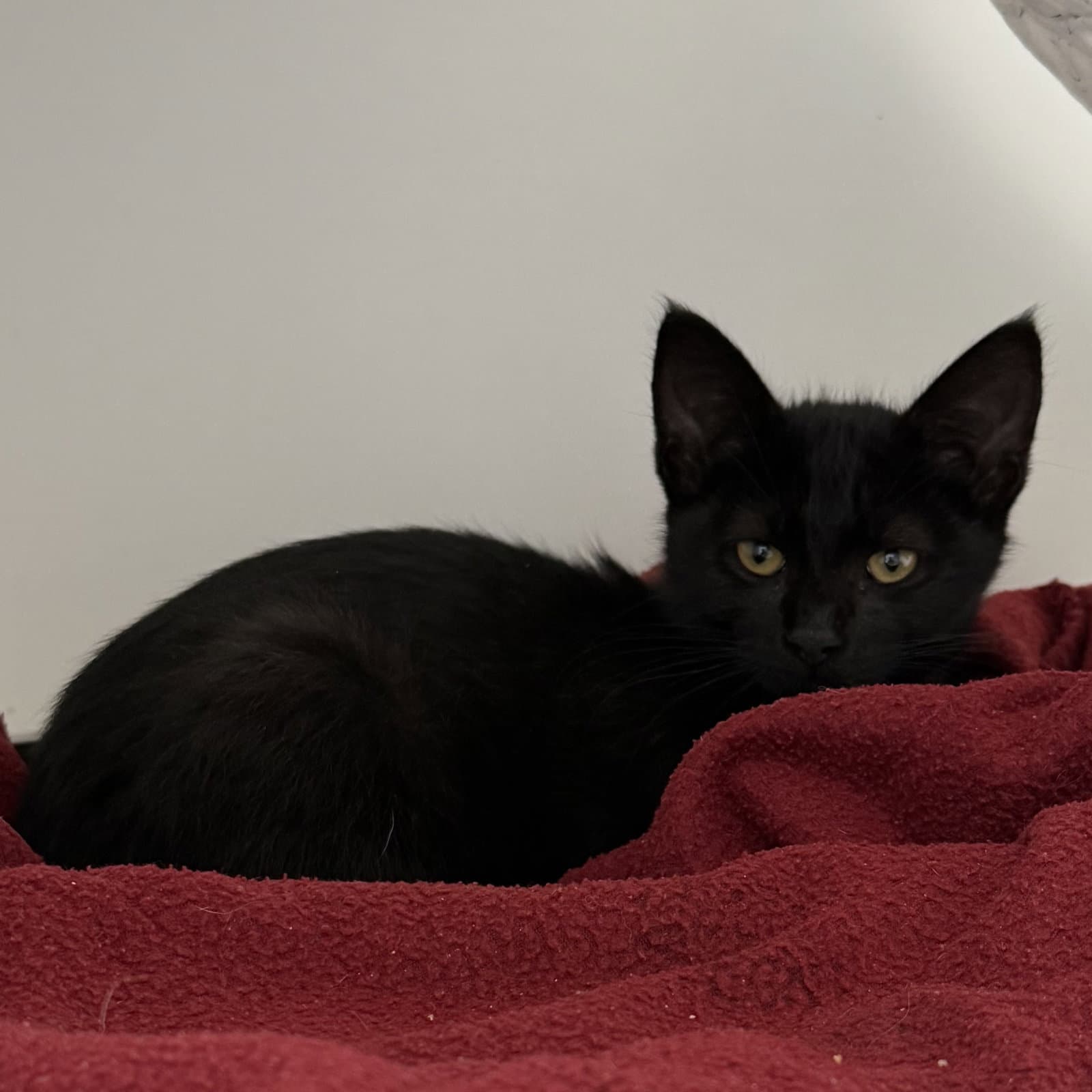 Gunther - Domestic Short Hair