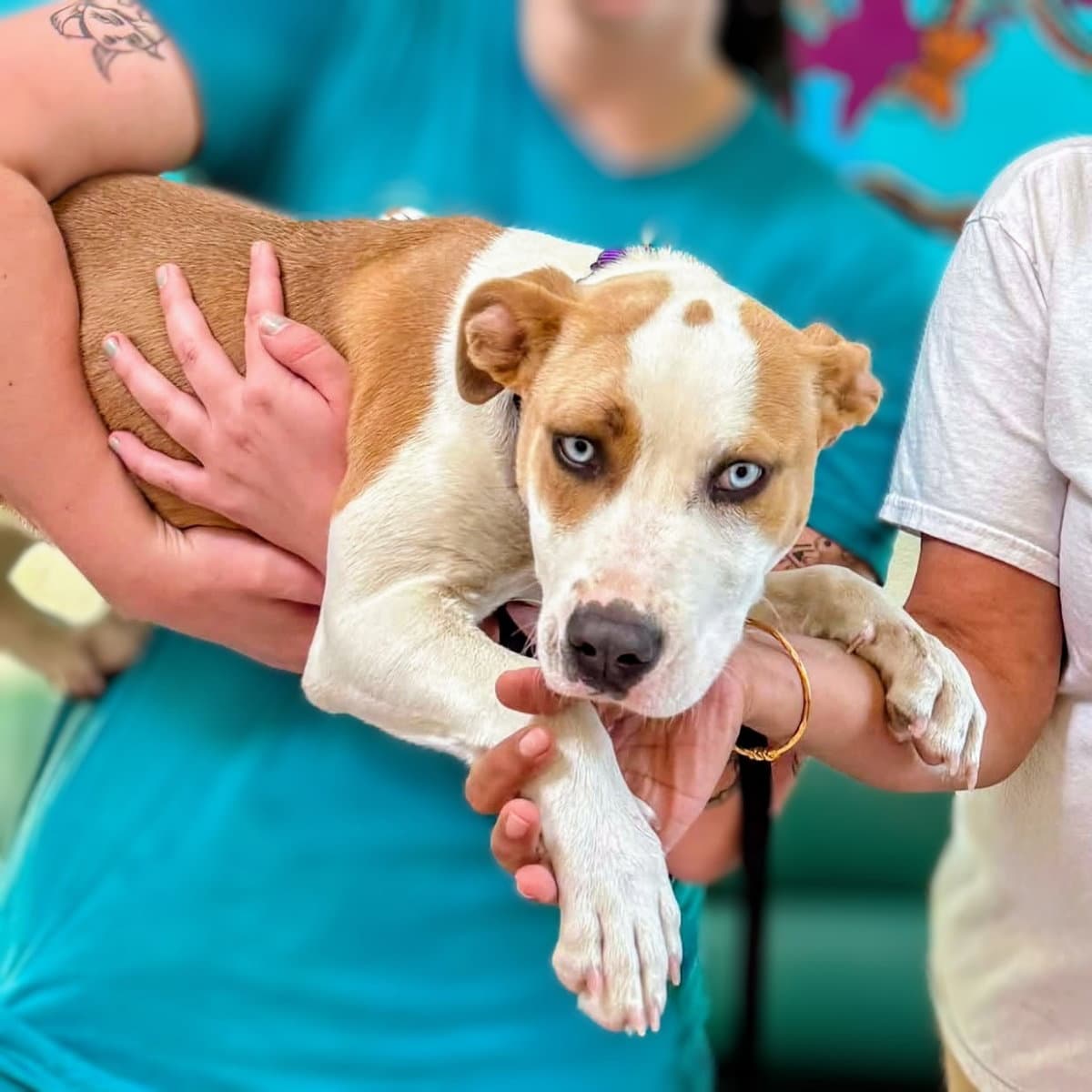 Bumblebee - Pit Bull Terrier