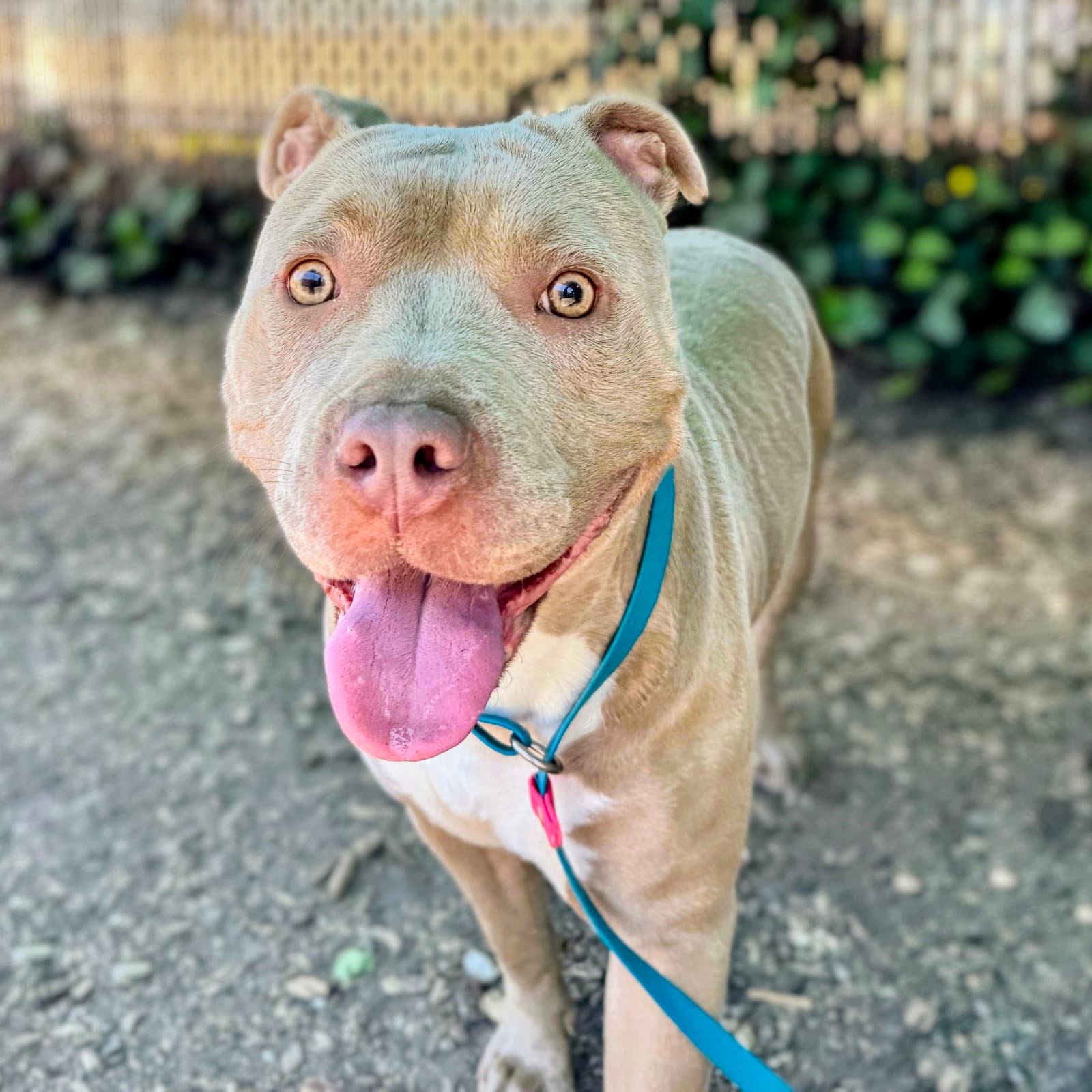 Frances - American Pit Bull Terrier