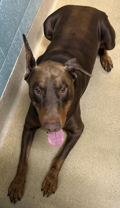 Biggs - Doberman Pinscher