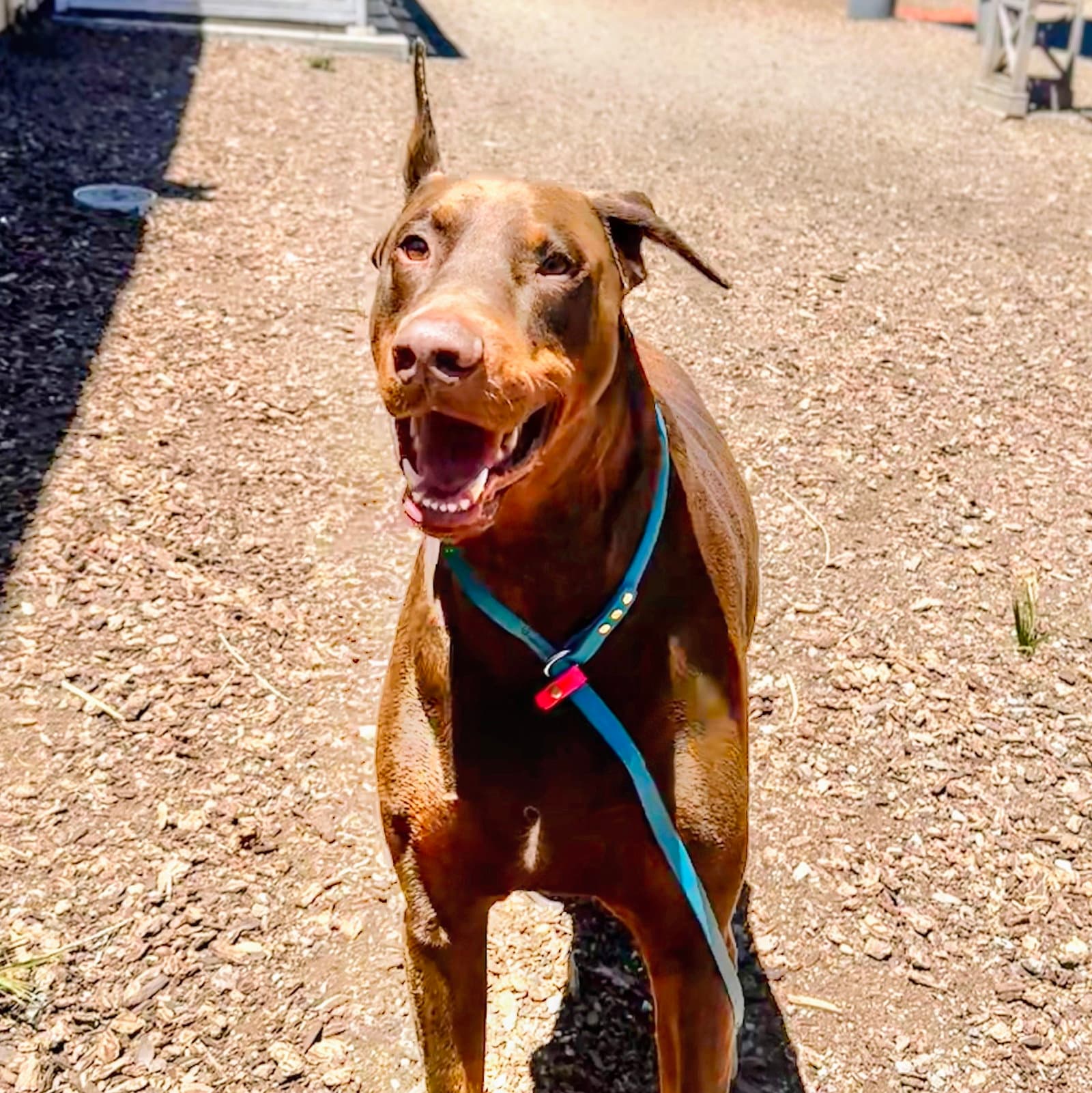 Biggs - Doberman Pinscher