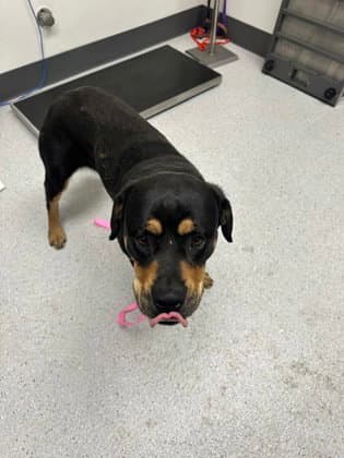 Alina - Rottweiler