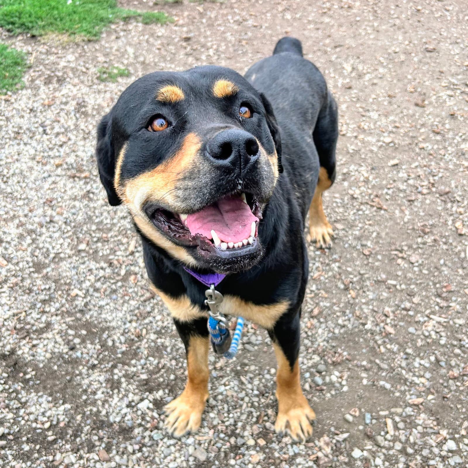 Alina - Rottweiler