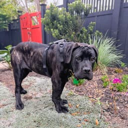Bruce image 2