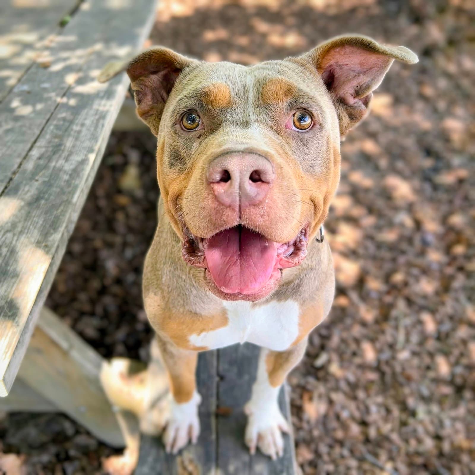 Spring - Pit Bull Terrier