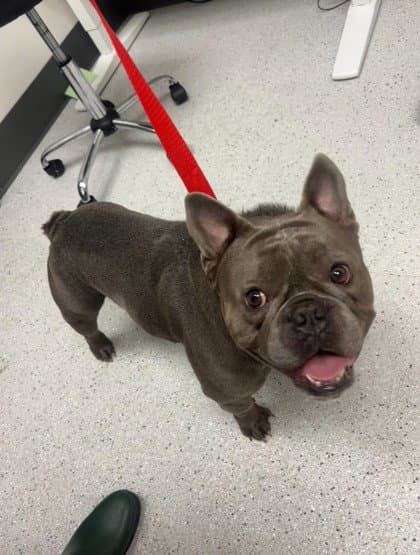 Popcorn - French Bulldog