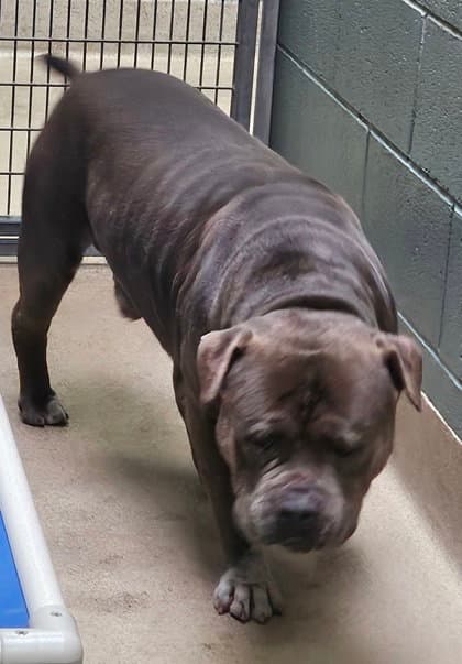 Eeyore - American Pit Bull Terrier