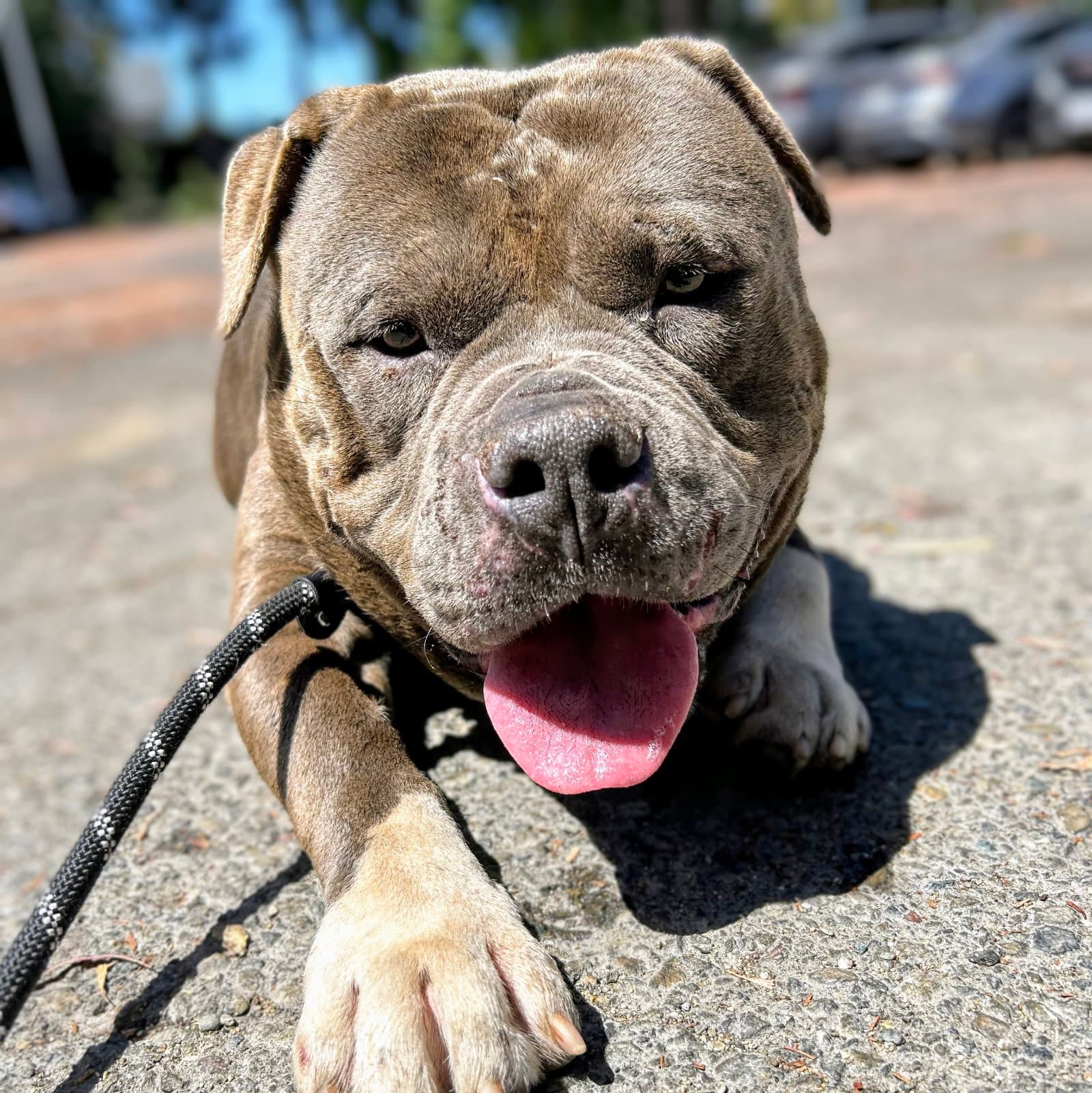 Eeyore - American Pit Bull Terrier