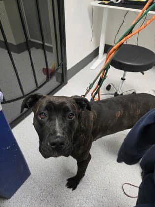Song - Cane Corso Mastiff