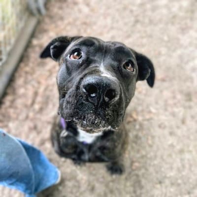 Song - Cane Corso Mastiff