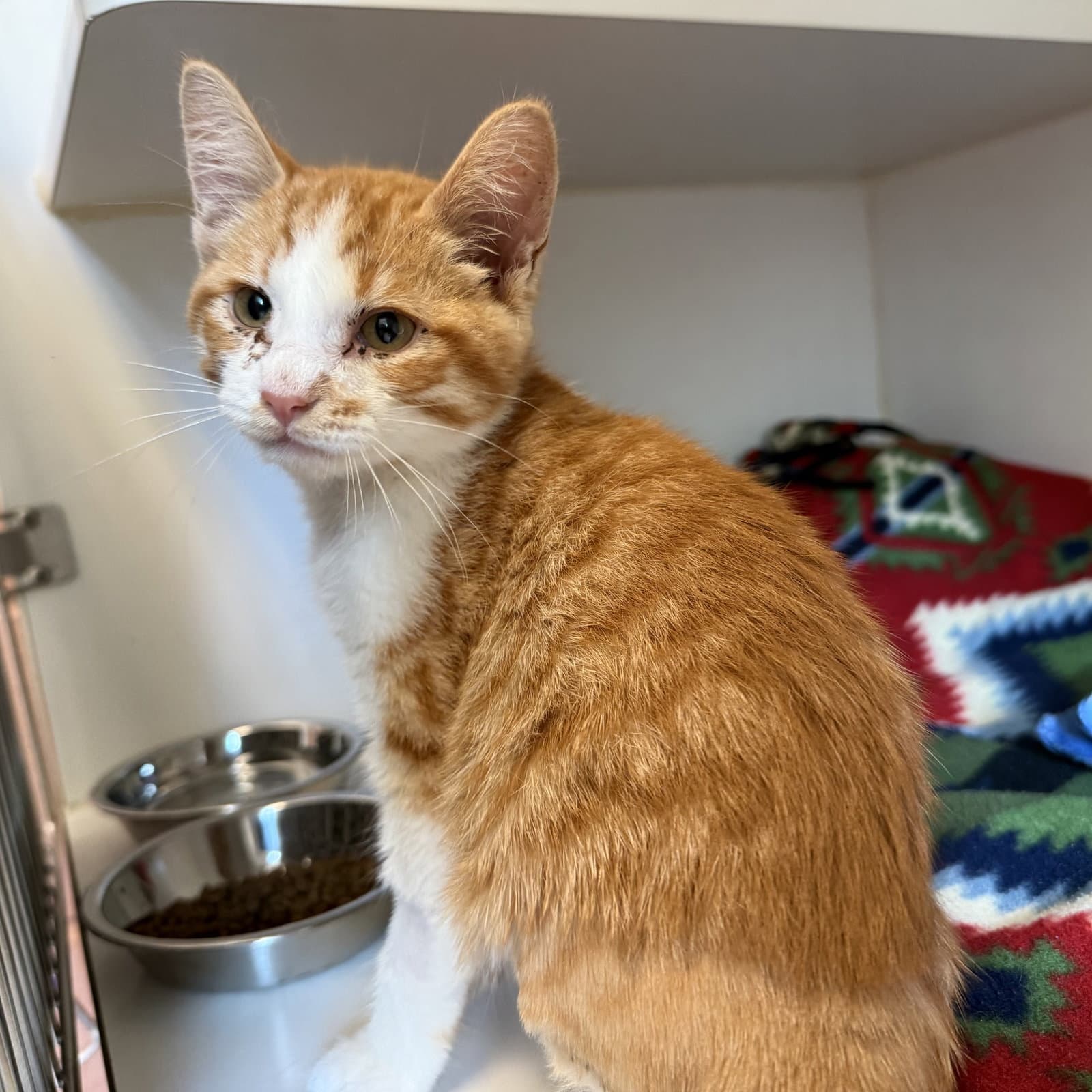 Luffy - Domestic Short Hair