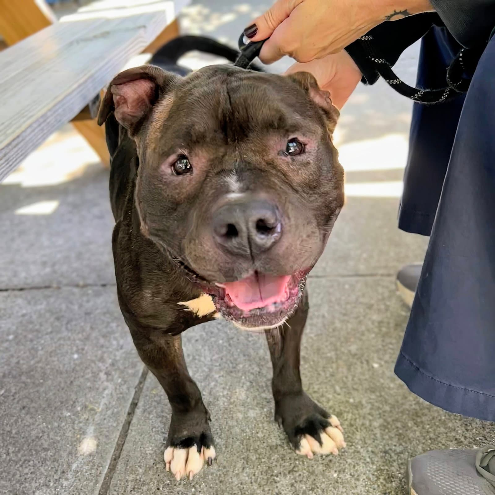 Boone - American Pit Bull Terrier