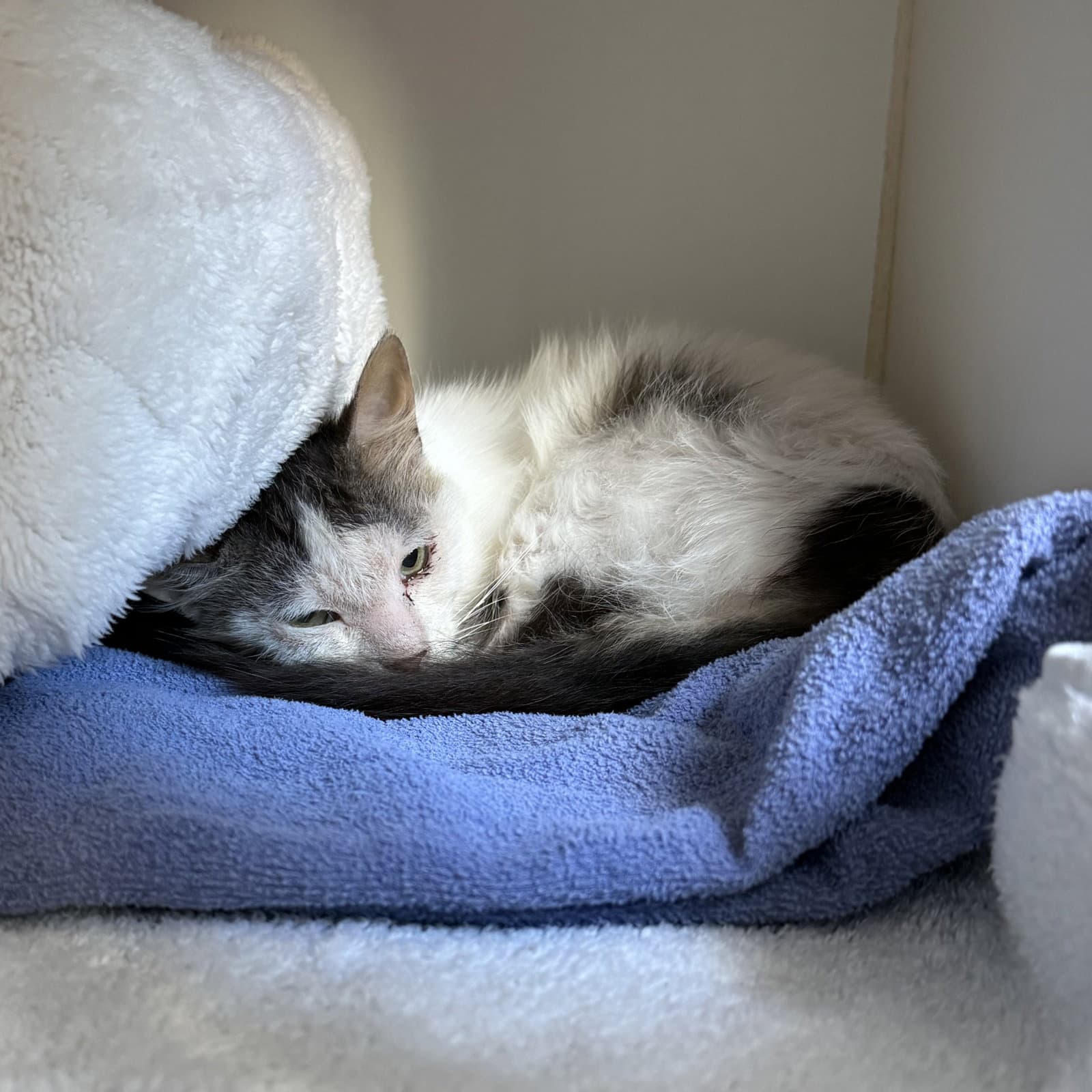 Skipper - Domestic Short Hair