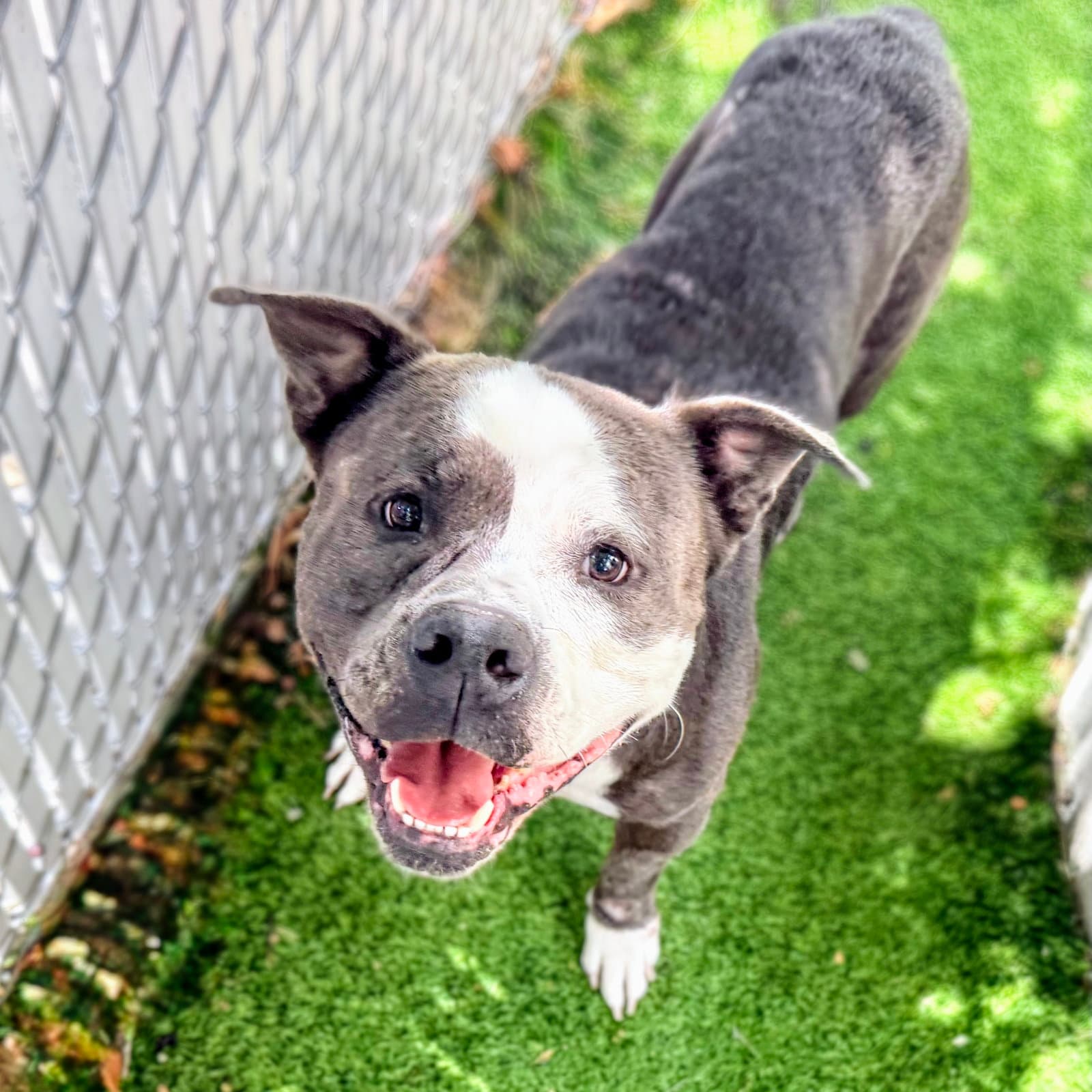 Marble - American Pit Bull Terrier