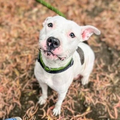 Skye - Pit Bull Terrier