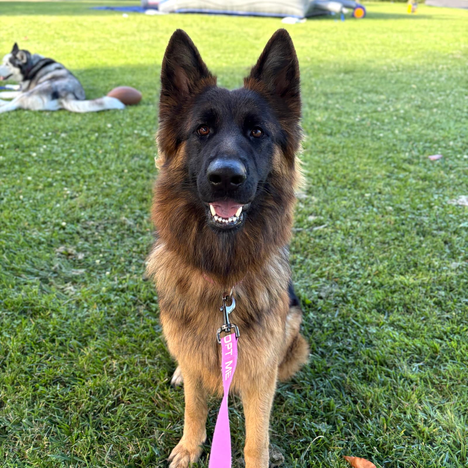 Busa - German Shepherd Dog