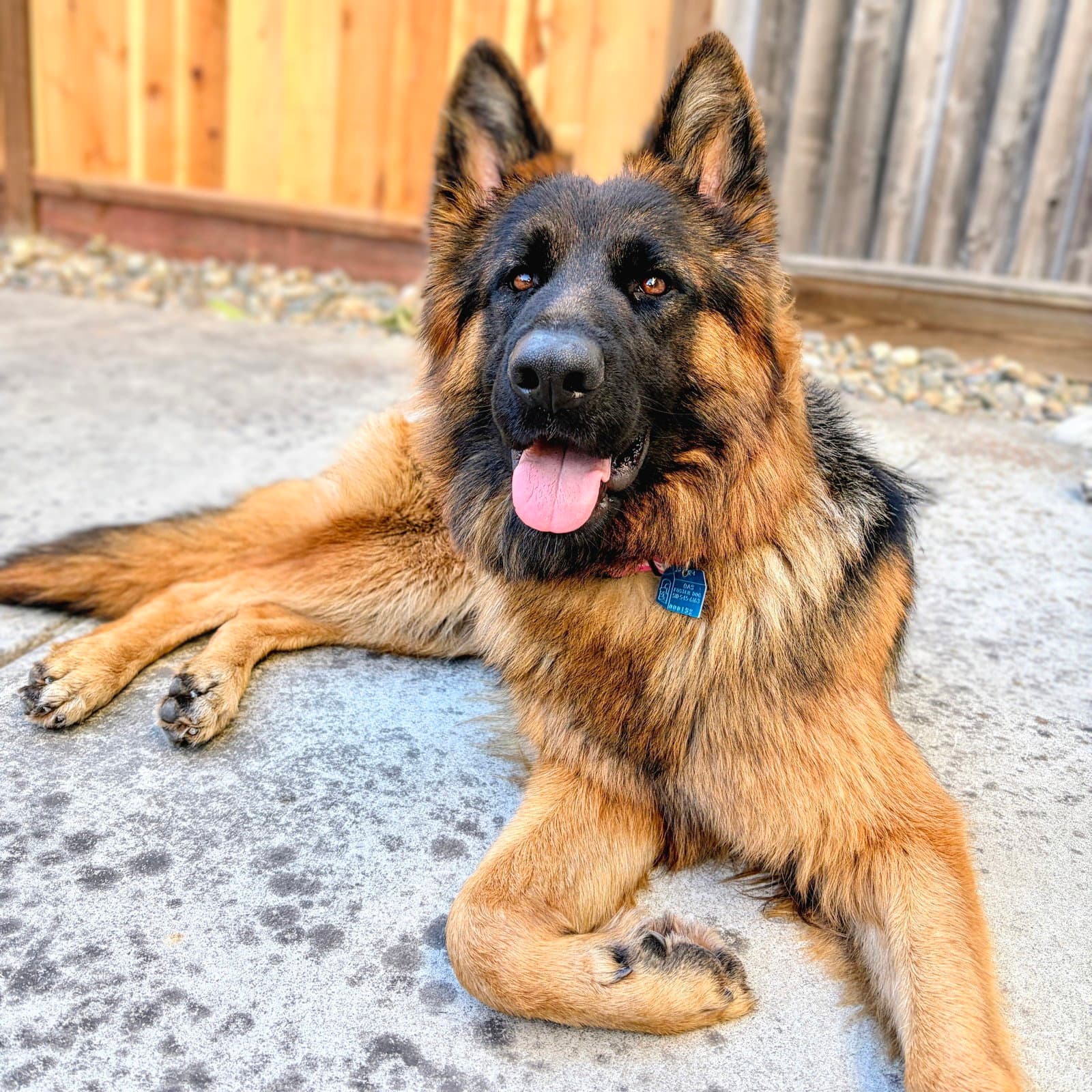 Busa - German Shepherd Dog