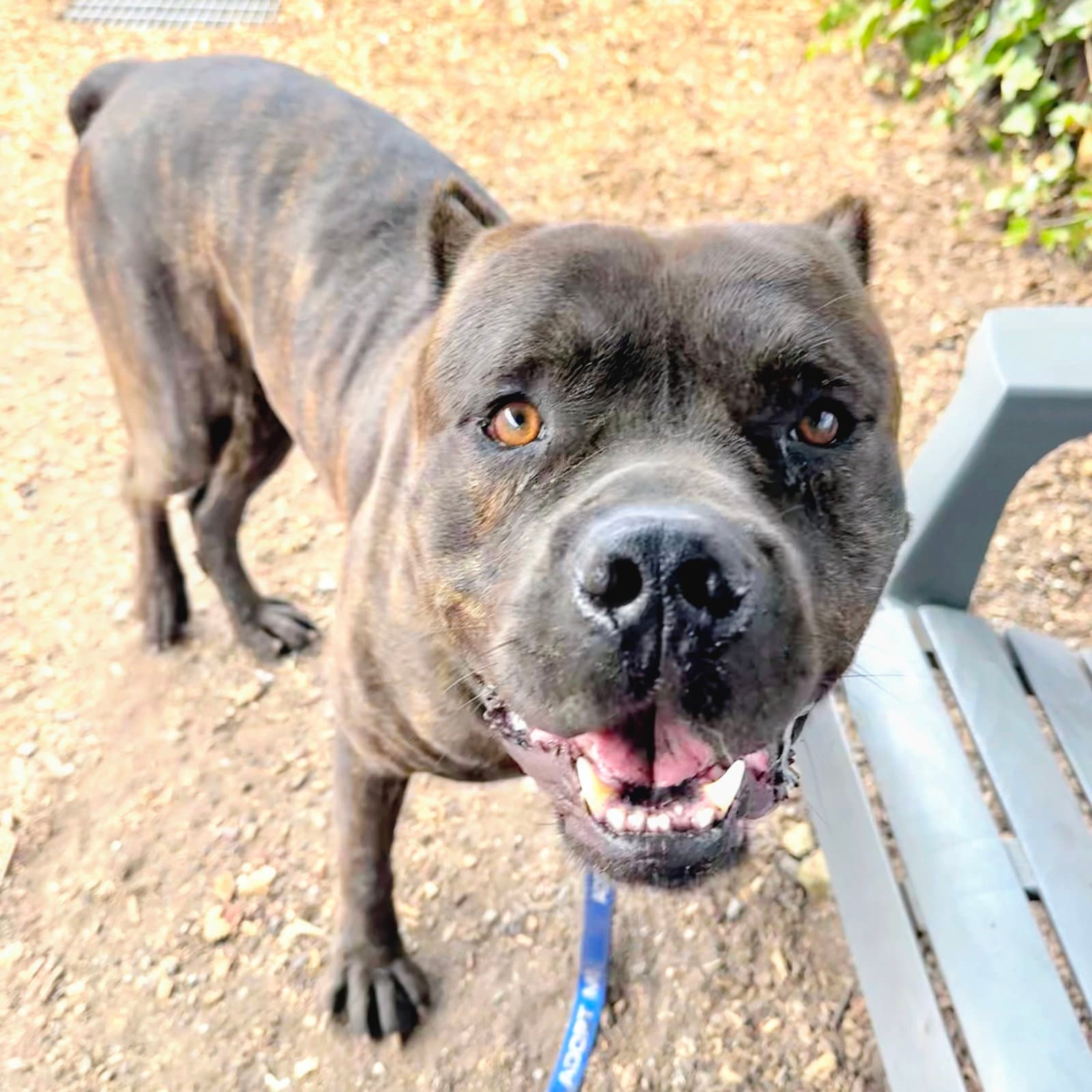 Vader - Cane Corso Mastiff