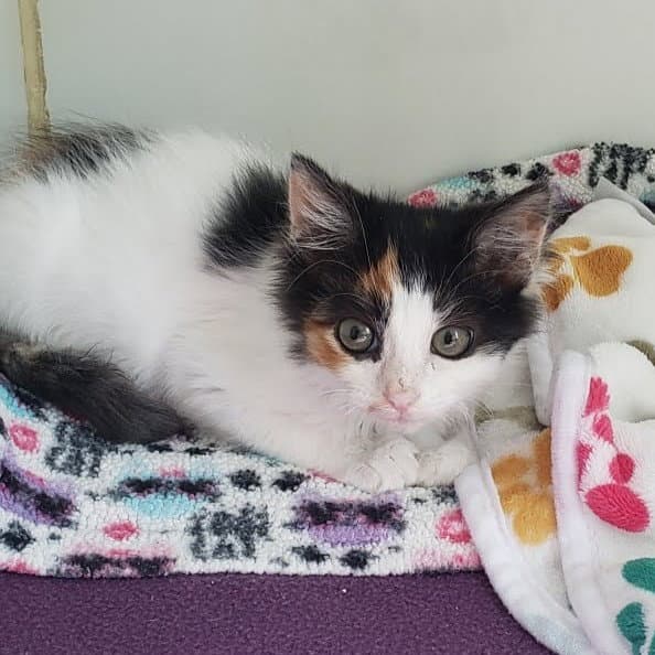 Enigma Bonded W Mystery - Domestic Short Hair