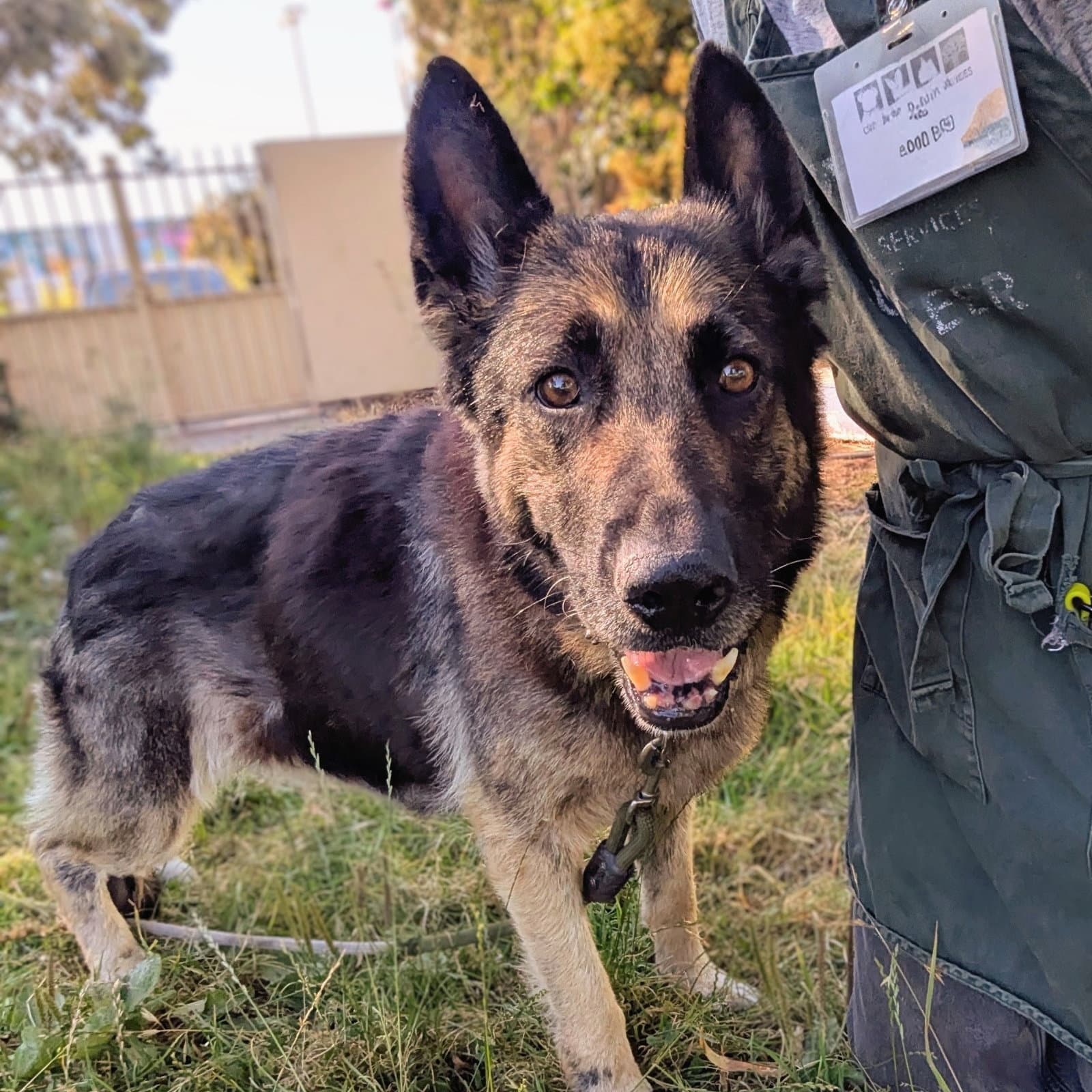 Flo - German Shepherd Dog