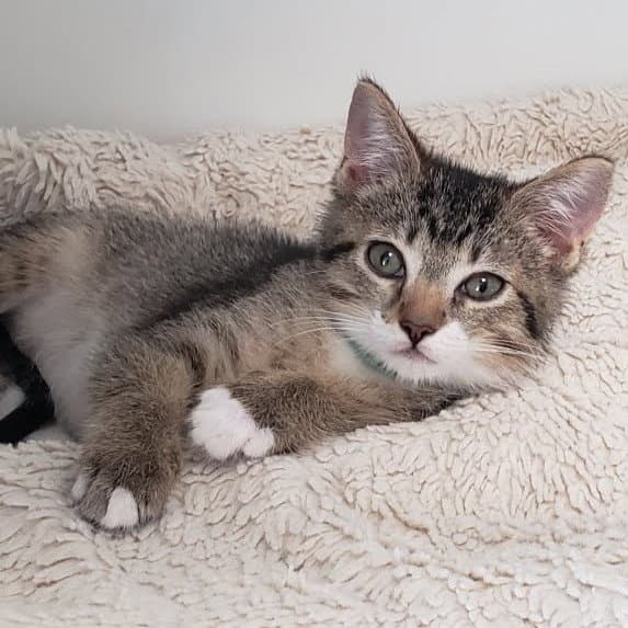 Fletcher Bonded W Fish - Domestic Short Hair