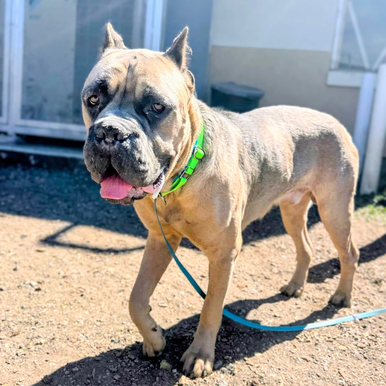 Buckeye - Cane Corso Mastiff