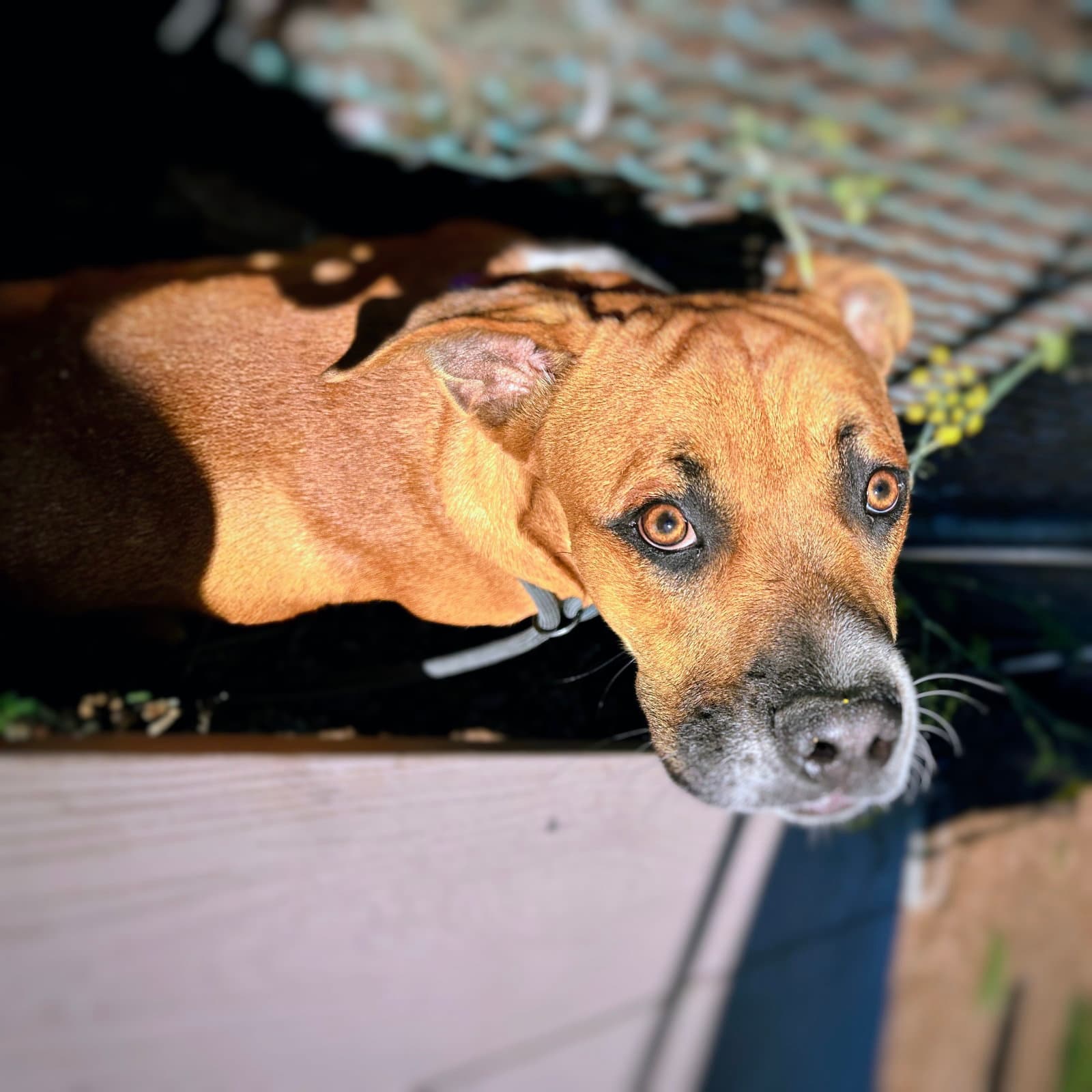 Ezekiel - Boxer